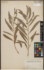 Foto von Salix L.